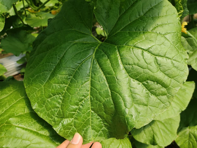 司普沃進口水溶肥怎么樣？專業(yè)技術老師來解答。