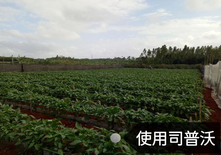 水溶肥的神奇奧秘，作物黃化也能治