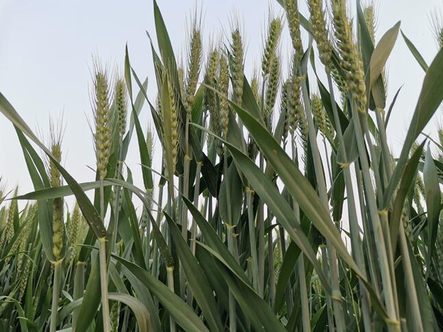 小麥什么時候打葉面肥好