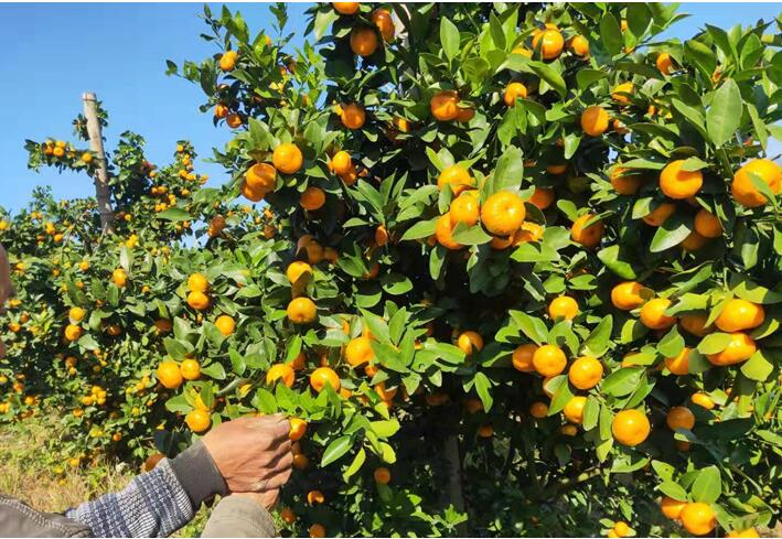 水溶肥廠家告訴你，腐植酸水溶肥有什么用