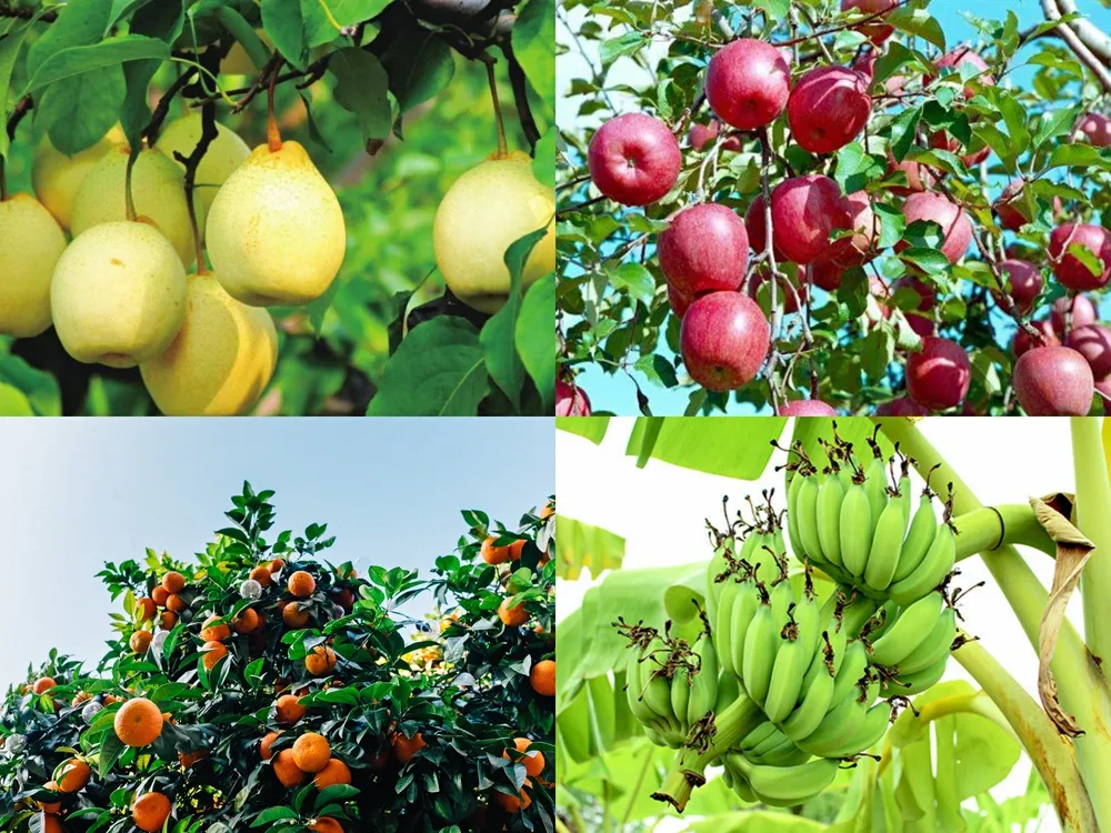 磷酸二氫鉀的幾個神奇組合方案，讓你的作物成為別人家羨慕的對象？