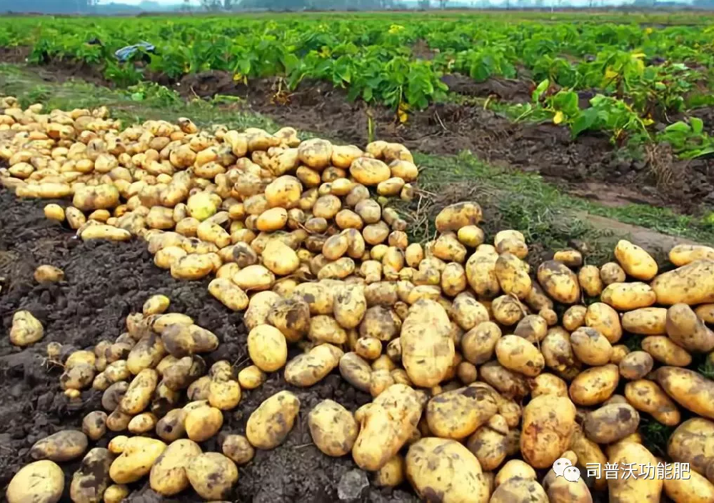 含腐殖酸的水溶肥料為什么能讓客戶贊不絕口？