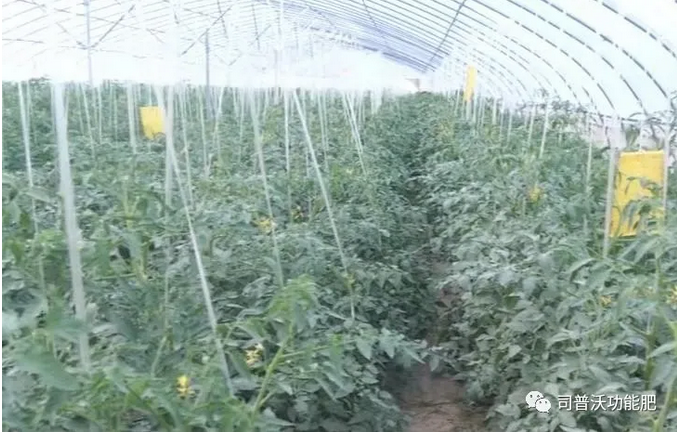 番茄卷葉不只是因?yàn)楦邷睾洼喿髂敲春?jiǎn)單，葉片“向上卷”和“向下卷”也不一樣！