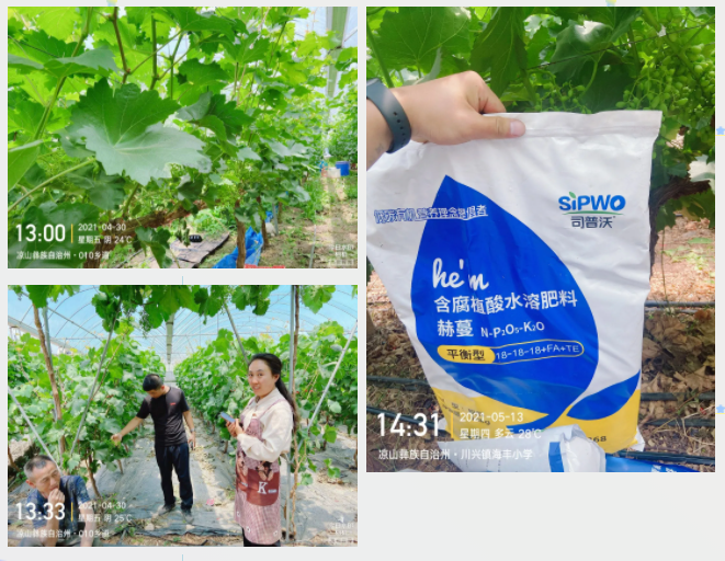 “氮、磷、鉀”三要素，你真吃透了嗎？