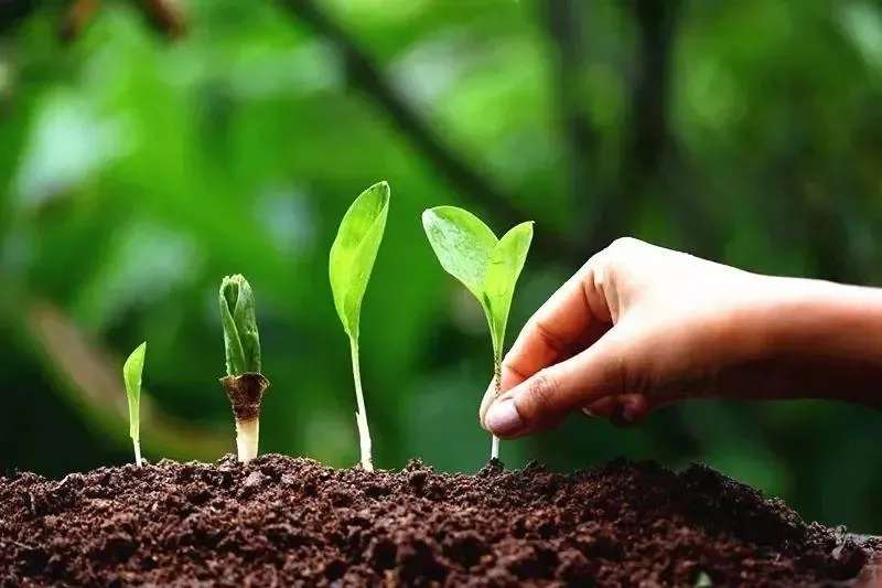 為什么你用了腐植酸會(huì)感覺沒效果？腐植酸如何正確使用，很多人不知道