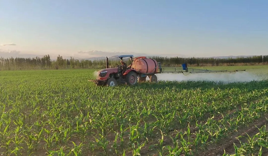 如何防止玉米倒伏？做好這三點(diǎn)*關(guān)鍵?。?！