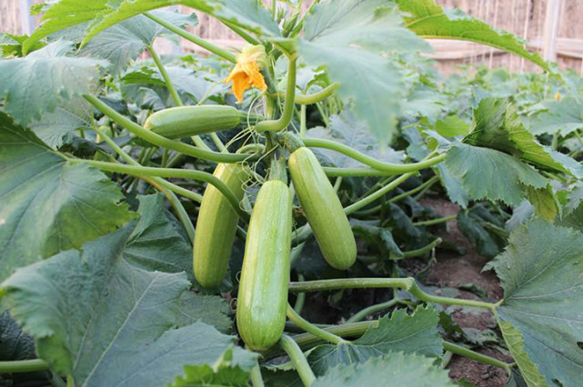 西葫蘆死苗，不知道是什么原因，司普沃來(lái)幫您！