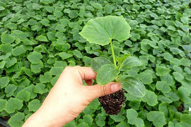 越夏黃瓜旺長(zhǎng)徒長(zhǎng)怎么辦?司普沃教您一招有效解決。