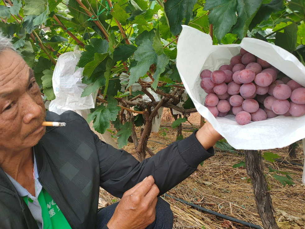 葡萄干筋怎么辦？司普沃叫你一招有效預(yù)防和解決