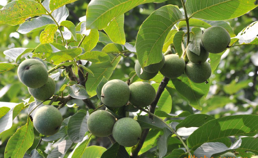 核桃早期落果，降低收益，怎么辦？