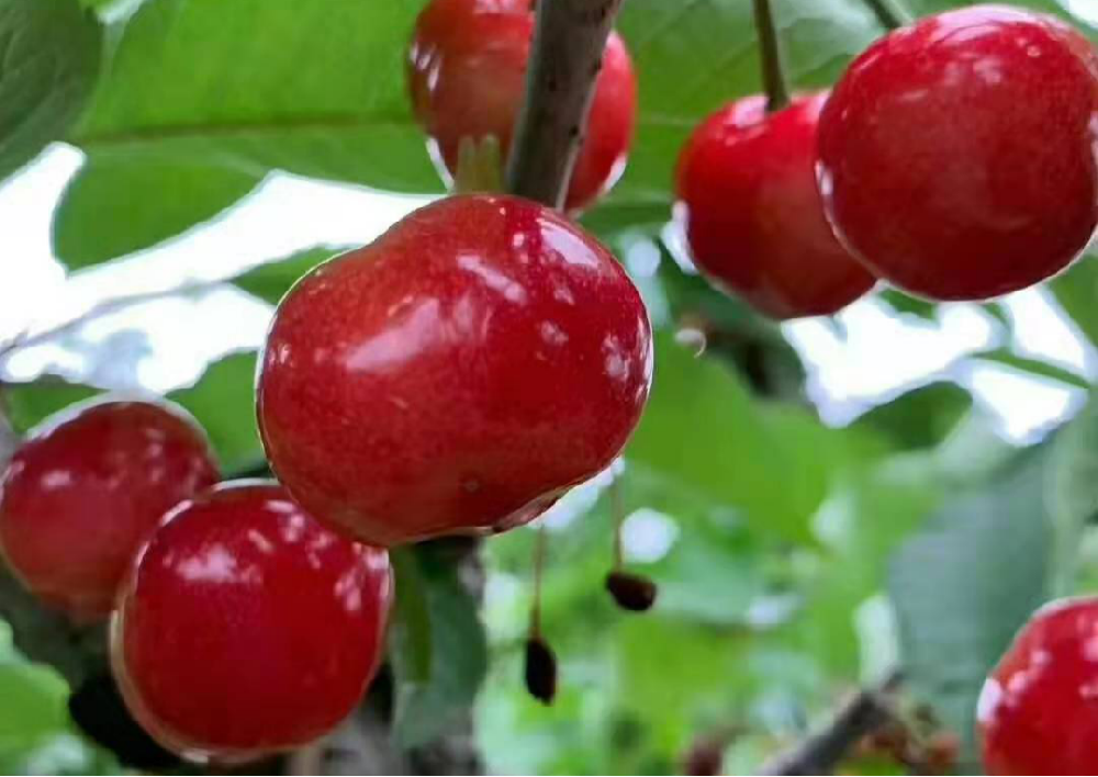 大櫻桃采收后如何管理，來看看司普沃的這篇文章