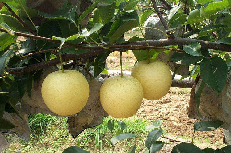 黃冠梨發(fā)生雞爪病，不知道發(fā)病原因和預防措施，來看看司普沃的這篇文章