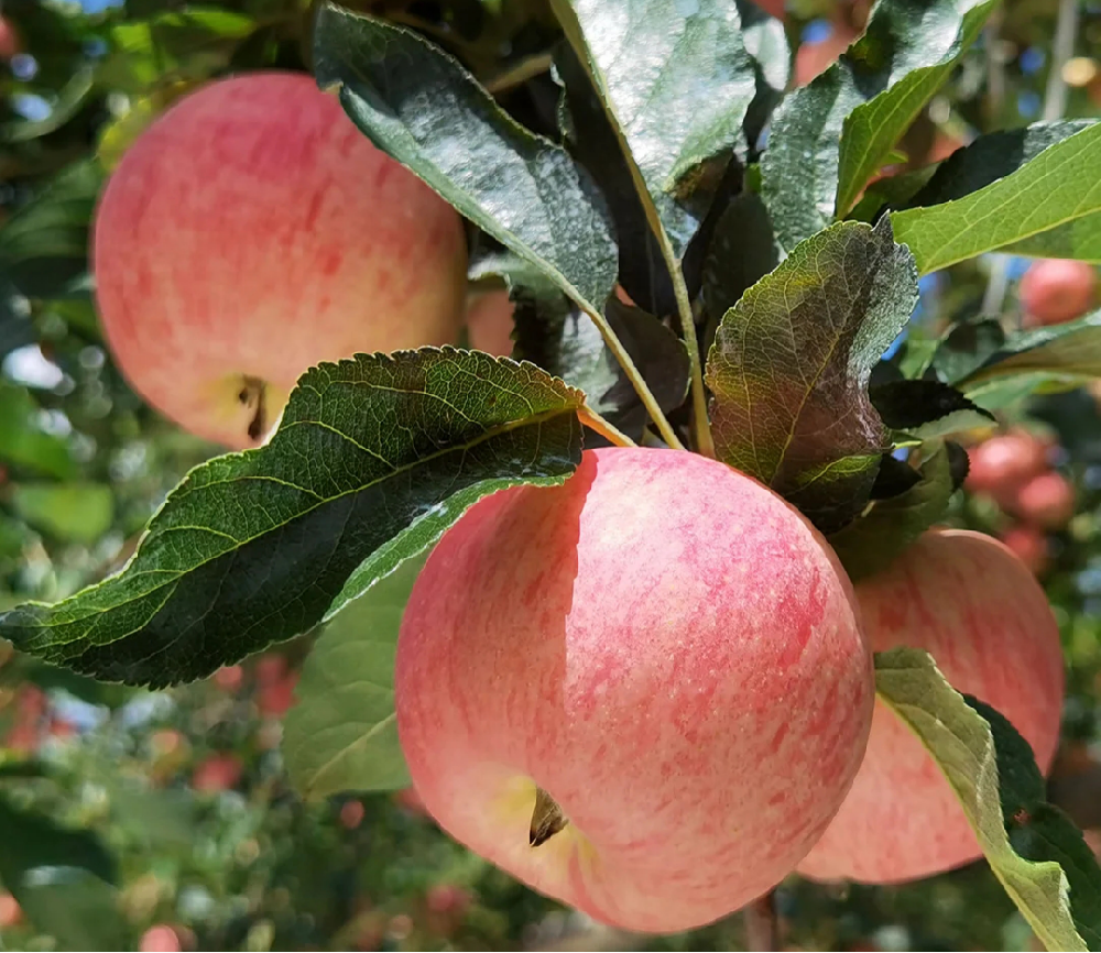 蘋果進入二次膨大期，不知道該怎樣施肥，司普沃來幫助大家