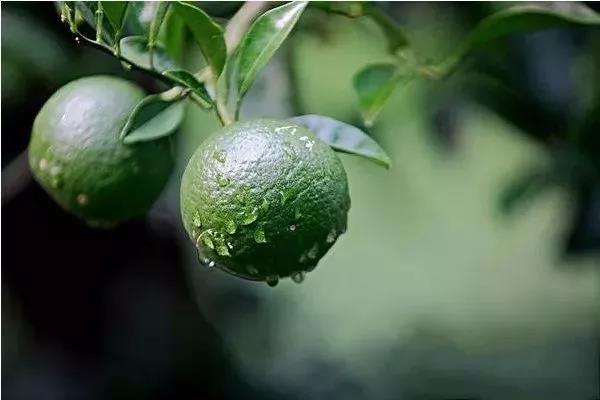 柑橘果實偏小，不知道如何選肥料，來看司普沃這篇文章