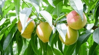 果實膨大期，遇持續(xù)降雨，怎么辦？司普沃來幫您