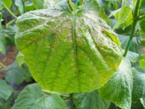 出現(xiàn)肥害的原因有很多，應(yīng)該怎樣解決呢？速看司普沃這篇文章！