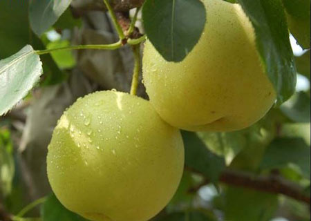 碭山酥梨糠化了，快與司普沃一起探究原因和解決方案吧！