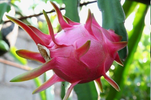 暴雨之后，火龍果園被淹！司普沃幫您進(jìn)行災(zāi)后補(bǔ)救