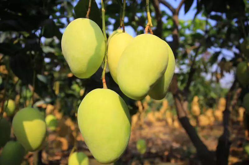 芒果落果嚴(yán)重，卻又得不到解決？司普沃來幫忙