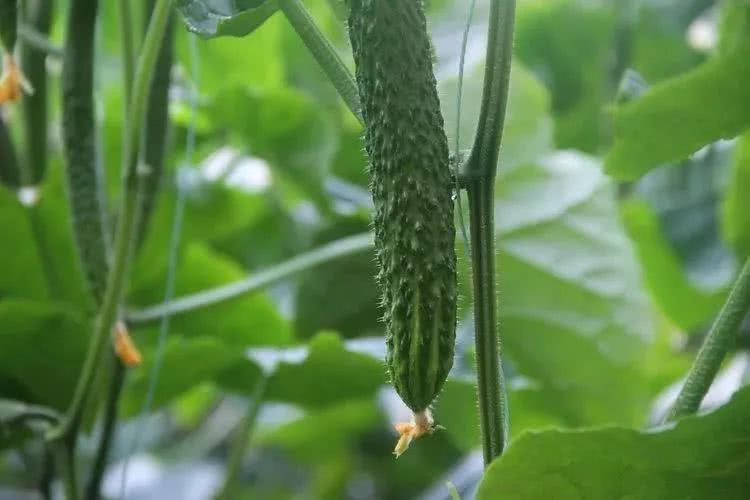 棚室黃瓜出現(xiàn)徒長的原因是什么？該如何控制？速看司普沃這篇文章
