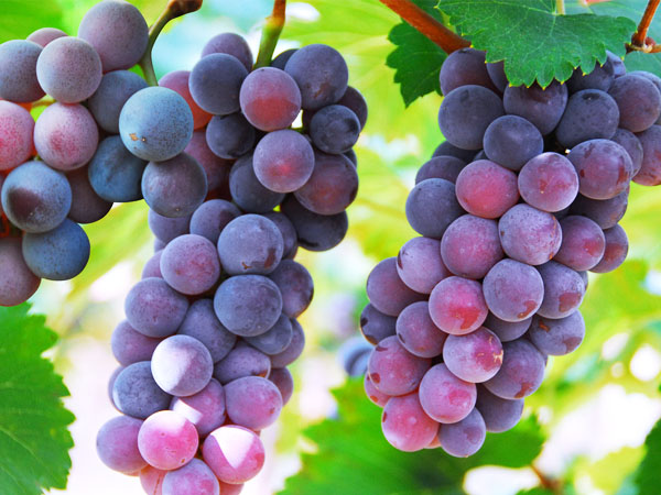 葡萄轉(zhuǎn)色期，突遇到返青怎么辦？司普沃幫您有效解決