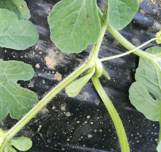 西瓜出現(xiàn)裂蔓，司普沃教您如何有效解決