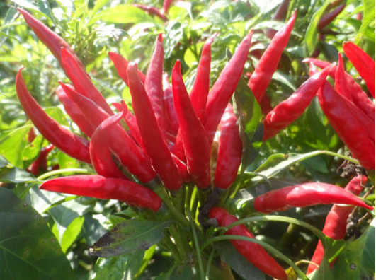 小米辣出現(xiàn)爛果，施藥后治標(biāo)未治本，司普沃教您如何有效解決