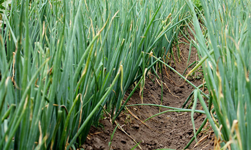 大蔥干尖黃葉，司普沃帶您了解原因及其防治措施！