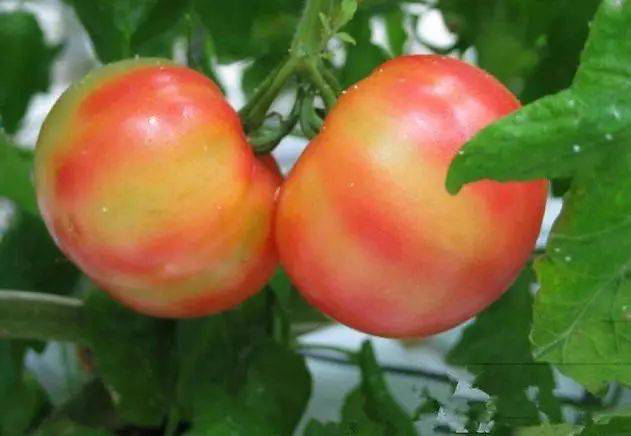 注意！秋茬西紅柿轉(zhuǎn)色不好，啥原因？速看司普沃這篇文章