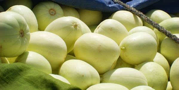 甜瓜出現(xiàn)早衰，司普沃告訴您早衰原因和防治措施，速看！