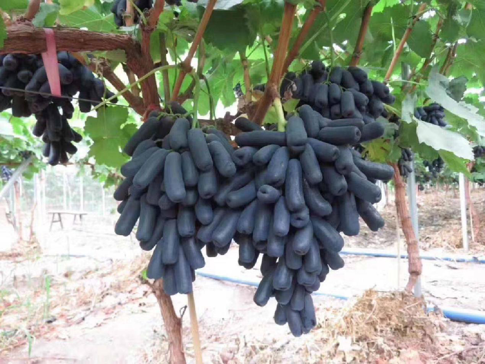 種植藍(lán)寶石葡萄，怎么使其高產(chǎn)呢？速看司普沃這篇文章