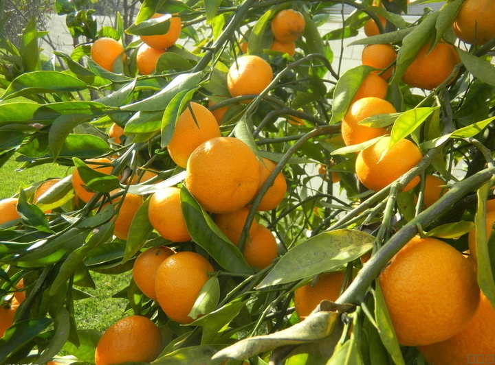 柑橘采前落果？是何原因？與司普沃一起來探究探究