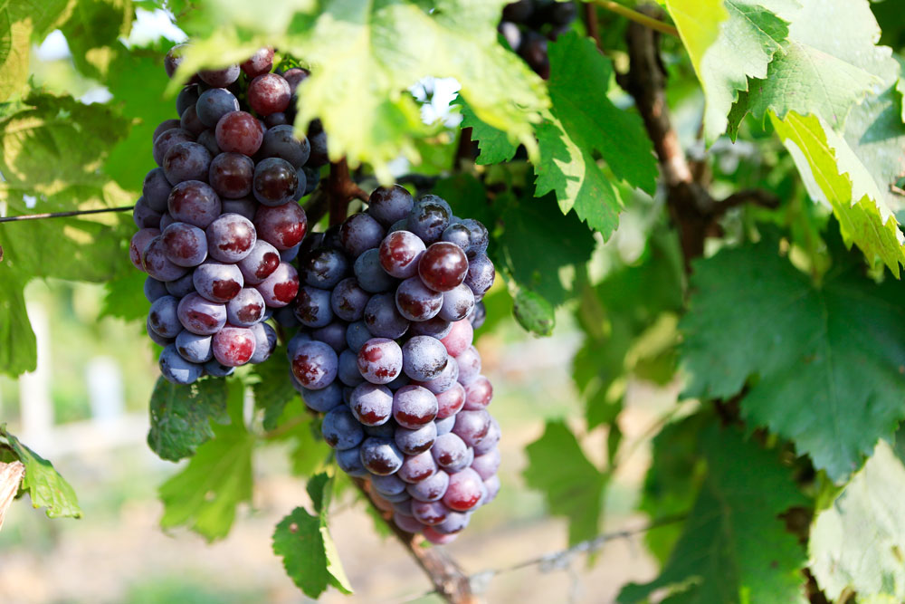 如何促進(jìn)葡萄著色，司普沃教您幾招，速看！