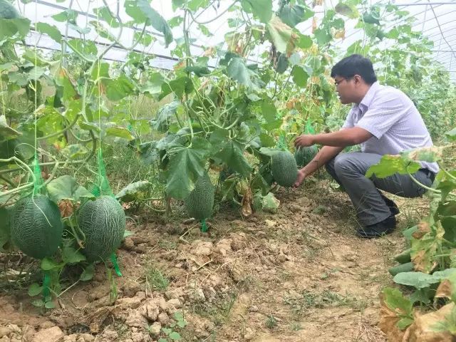 哈密瓜白粉病嚴(yán)重？如何進(jìn)行防治？司普沃為您解答