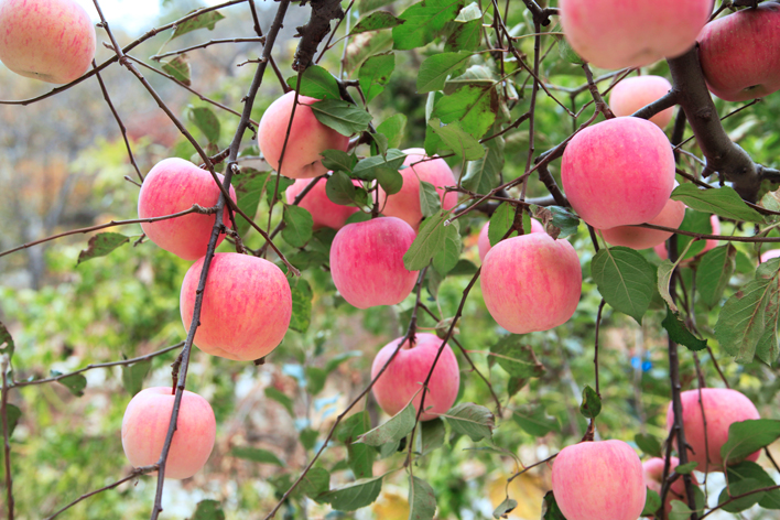 想要產(chǎn)出優(yōu)質(zhì)蘋果，8月份該補充什么呢？司普沃帶您來了解