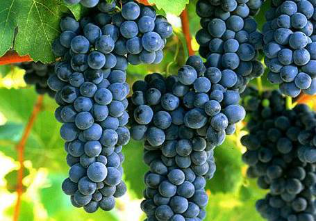 葡萄采收前一定要補充鈣，為什么呢？快與司普沃一起來看看