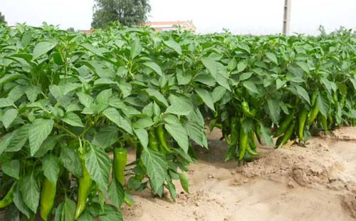 辣椒炭蛆病嚴(yán)重化，如何進(jìn)行有效防止？司普沃給出了答案