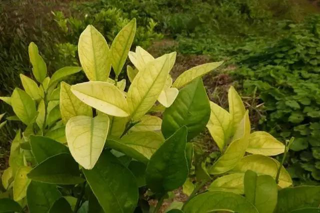 柑橘黃化是什么原因？我們?cè)撛鯓咏鉀Q？速看司普沃這篇文章
