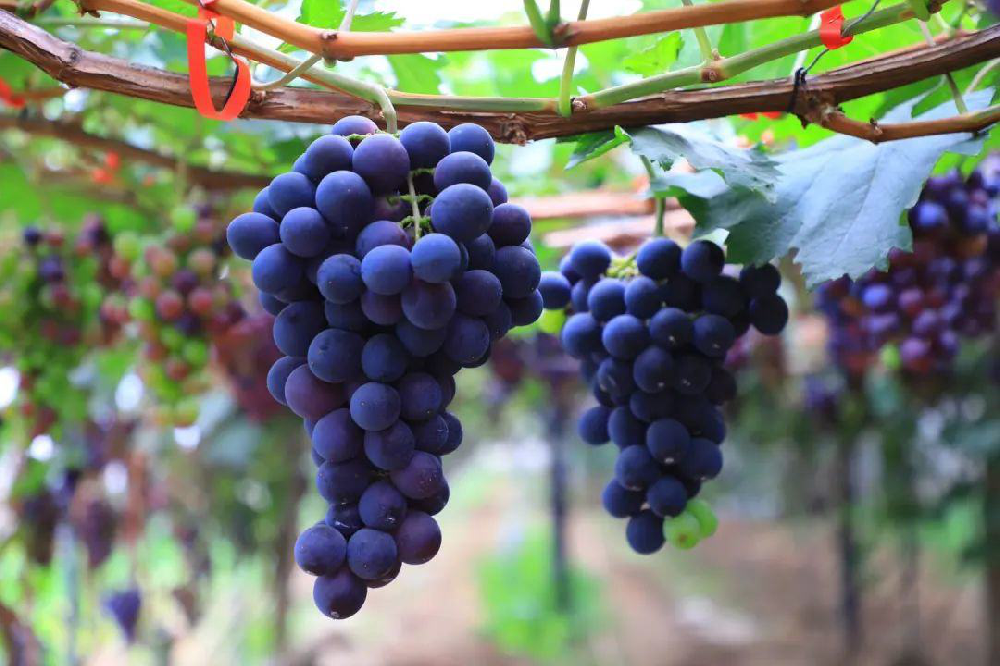 葡萄采收后如何管理？從哪里管理？速與司普沃一起了解一下