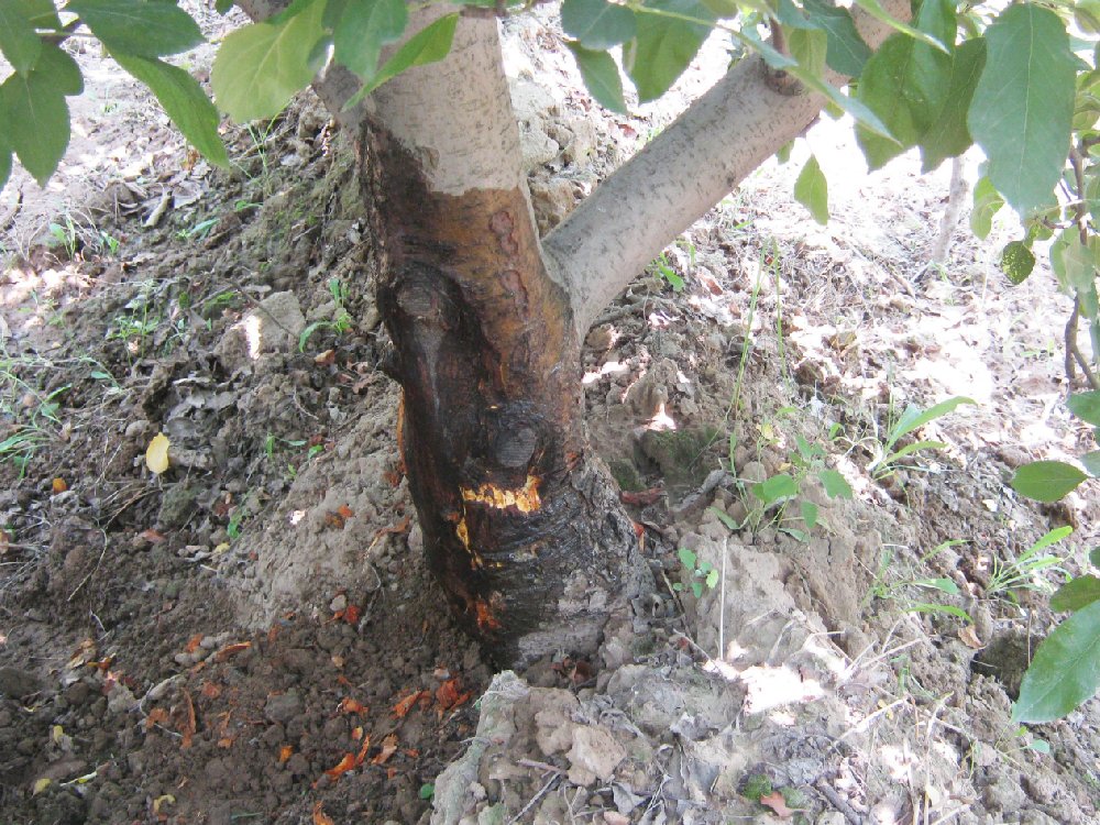 蘋(píng)果樹(shù)“干腐病”發(fā)病規(guī)律及防治技術(shù)