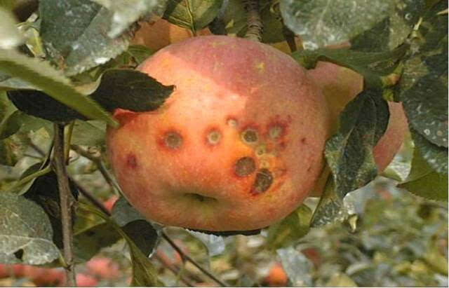 蘋果苦痘病的發(fā)病原因及補(bǔ)救措施