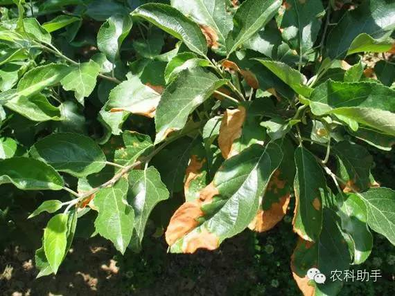 蘋果圓斑根腐病怎么辦？司普沃教您一招有效預(yù)防