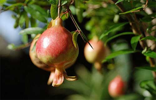 番石榴立枯?。ǜ煽莶。┰趺捶乐?？司普沃為您解決