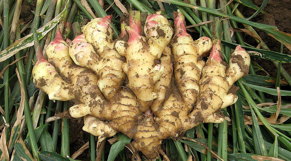 大姜想獲得高產(chǎn)，但死棵嚴(yán)重怎么辦？司普沃來(lái)幫您