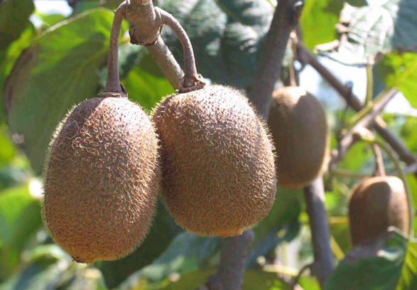 獼猴桃葉子盛、坐果少，什么原因？與司普沃一起尋找答案