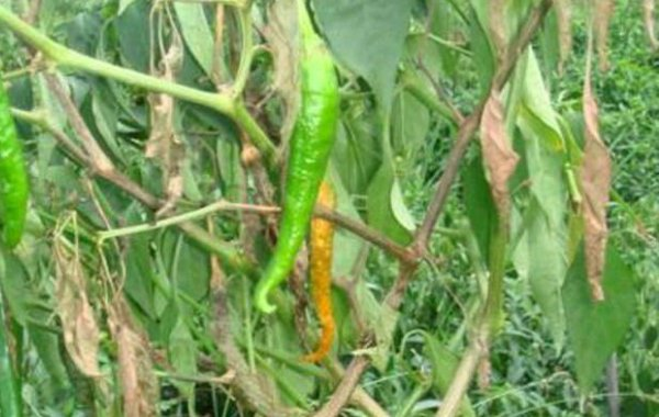 辣椒青枯病有哪些危害？又當如何防治？司普沃為您解答