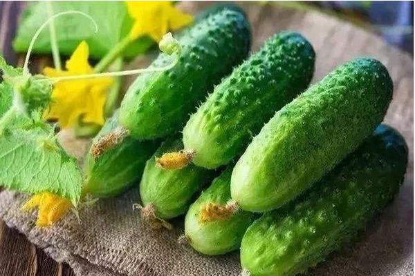 想要黃瓜優(yōu)質(zhì)生長，需要考慮哪些因素，與司普沃一起討論討論