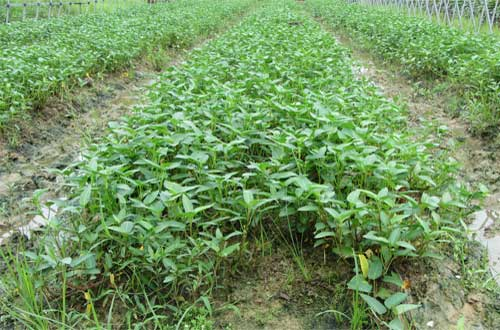 司普沃淺談空心菜炭疽病的危害癥狀、發(fā)病原因及防控措施