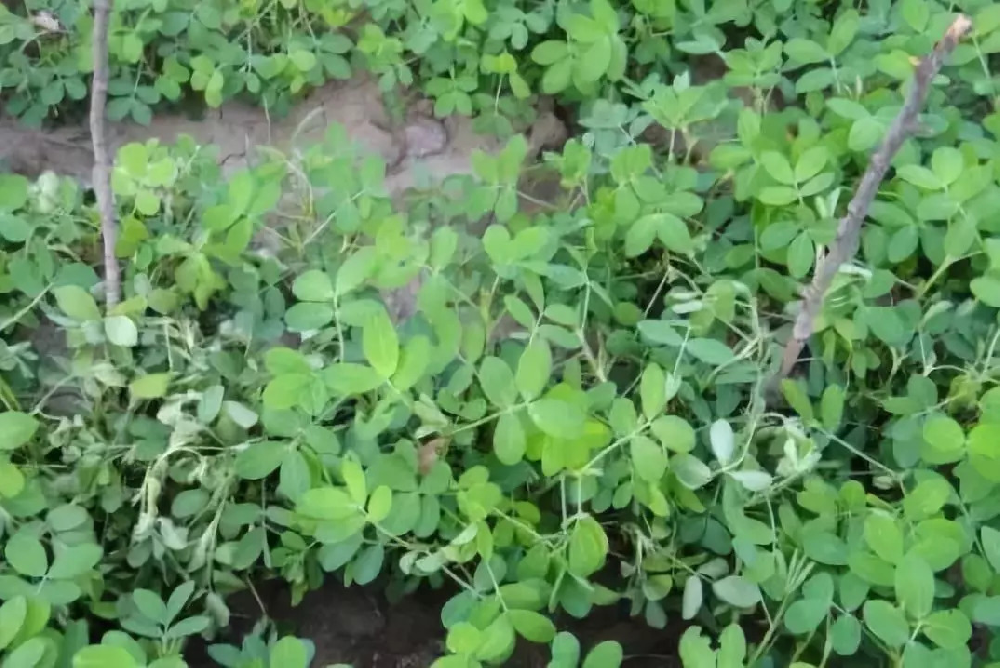 花生青枯病嚴(yán)重化怎么辦？別急，司普沃為您解答