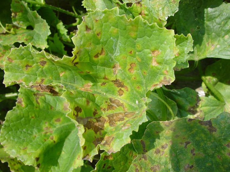 哈密瓜細(xì)菌性葉斑病如何防治？司普沃為您解答